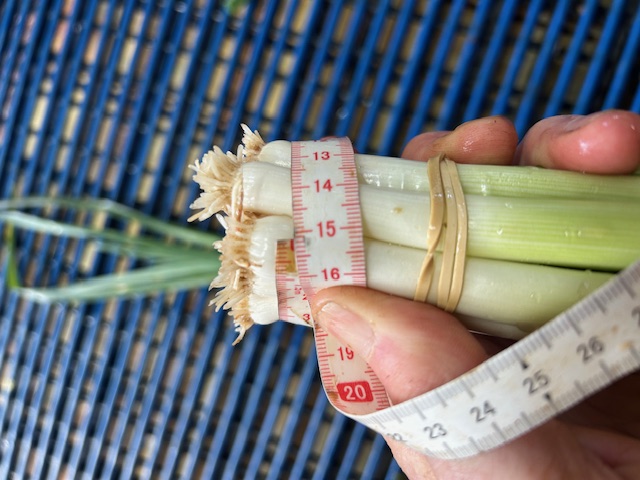 15cm bunches